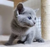 ロシアンブルー【千葉県・女の子・2023年3月14日・ブルー】の写真2