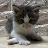 メインクーン【千葉県・男の子・2023年3月28日・ブルータビー&ホワイト】の写真3