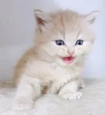 サイベリアン【千葉県・男の子・2023年4月2日・クリームタビー】の写真4