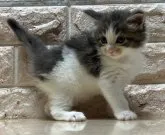 メインクーン【千葉県・男の子・2023年3月28日・ブルータビー&ホワイト】の写真4