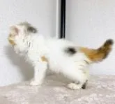 サイベリアン【千葉県・女の子・2022年6月22日・キャリコ】の写真4