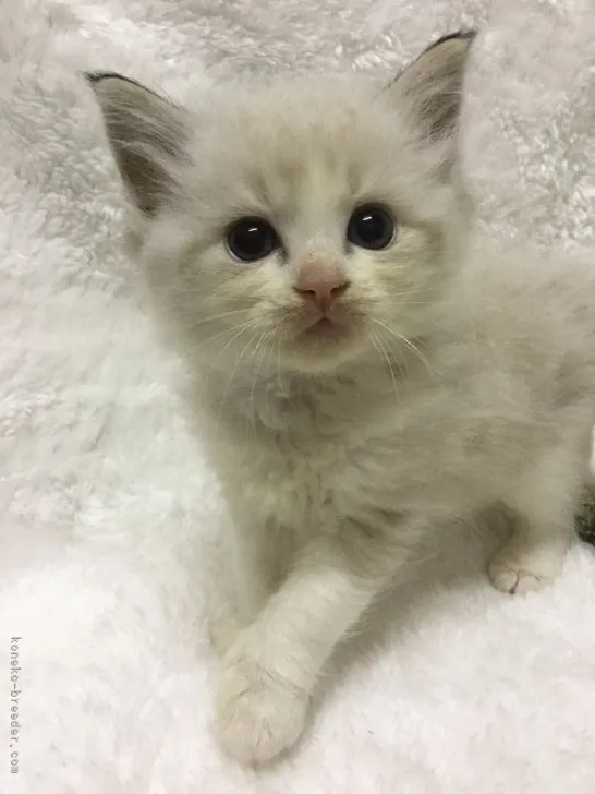 ID：2110-02051の子猫