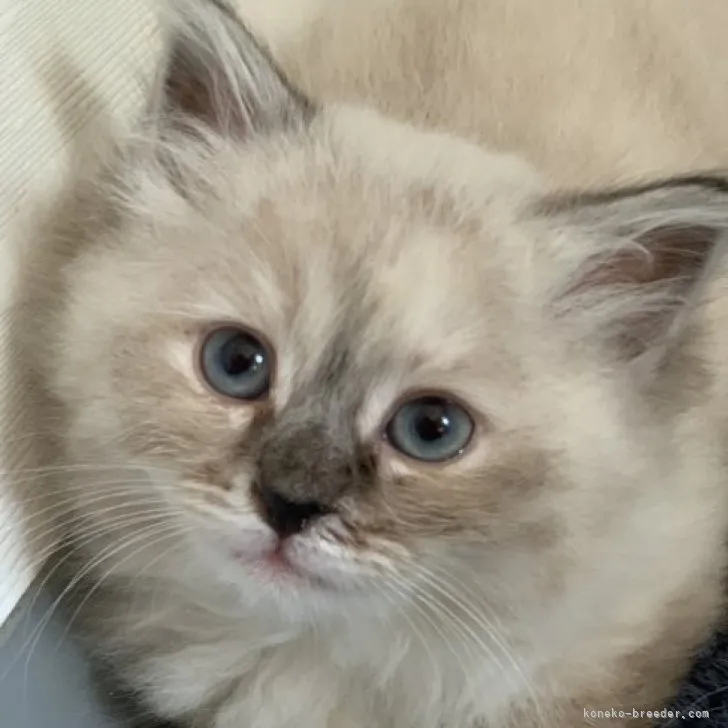 ID:2305-00674の子猫