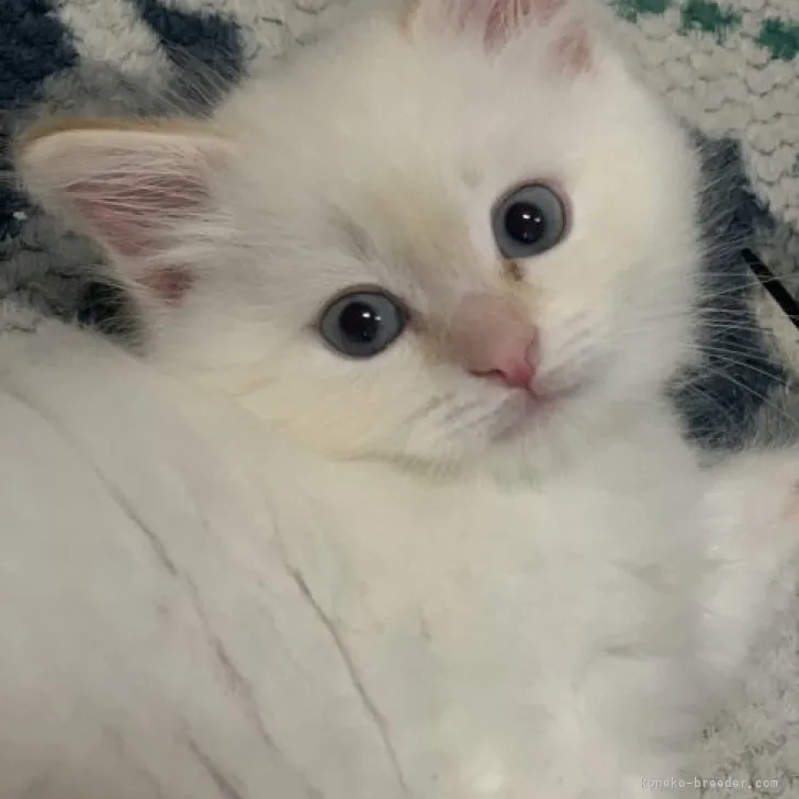 ID：2305-00669の子猫
