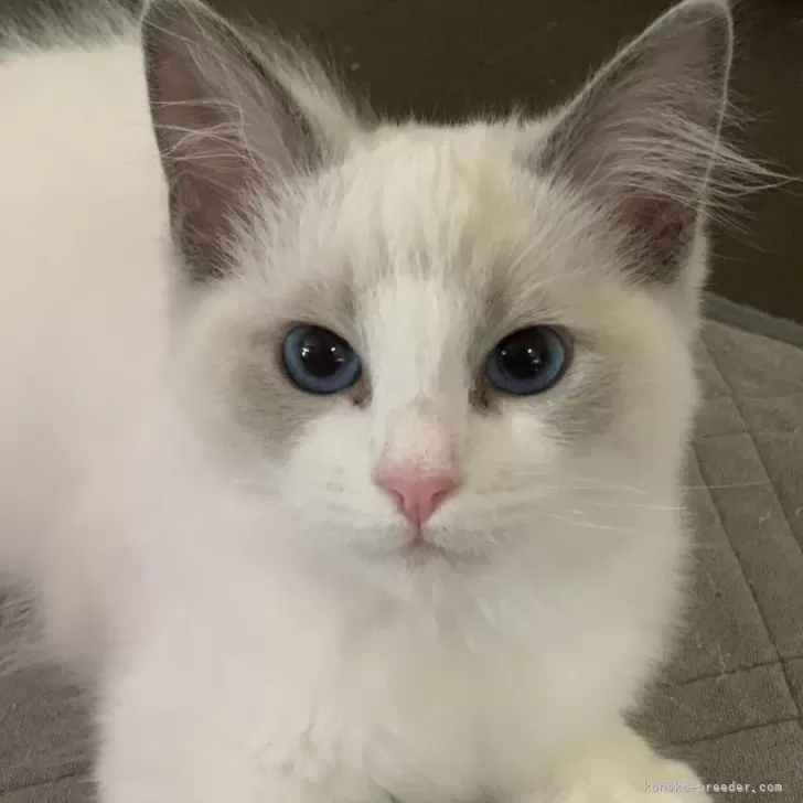 ID:2311-02485の子猫