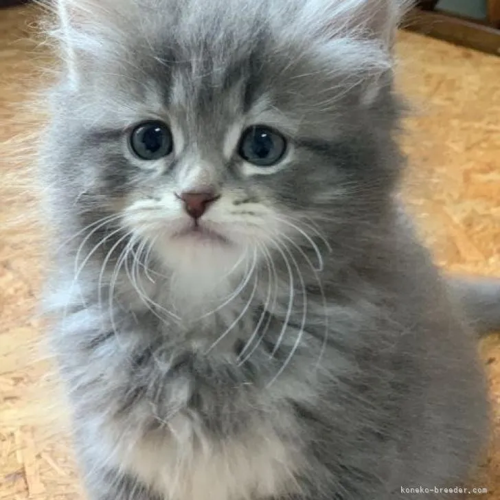 ID:2301-02245の子猫