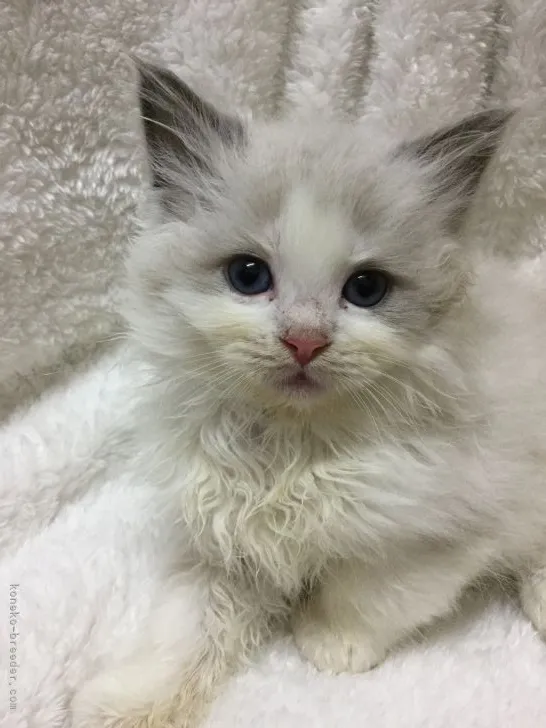 ID:2202-01386の子猫