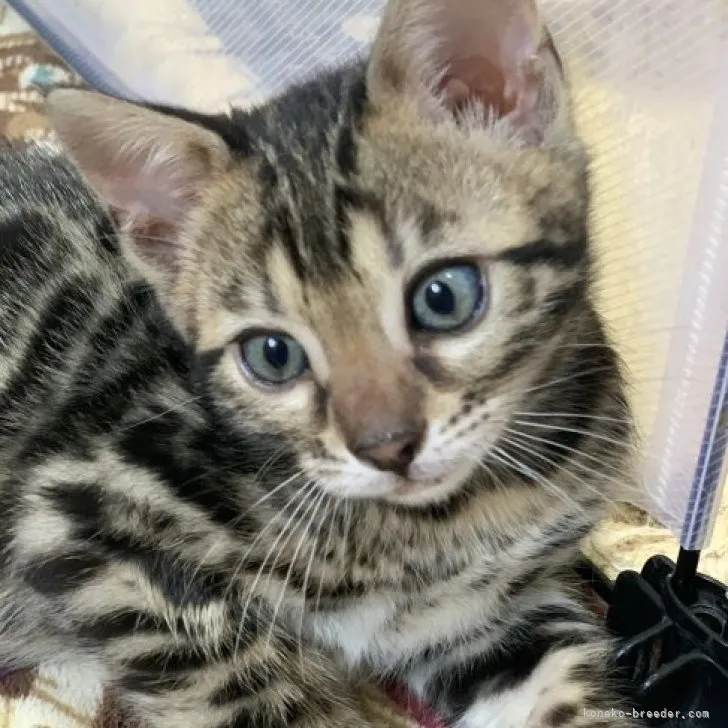 ID：2305-00940の子猫