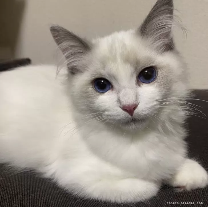 ID：2310-01648の子猫