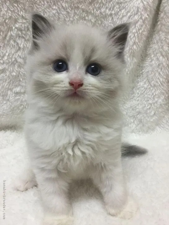 ID：2206-01066の子猫