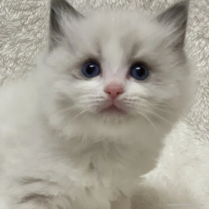 ID：2303-03039の子猫