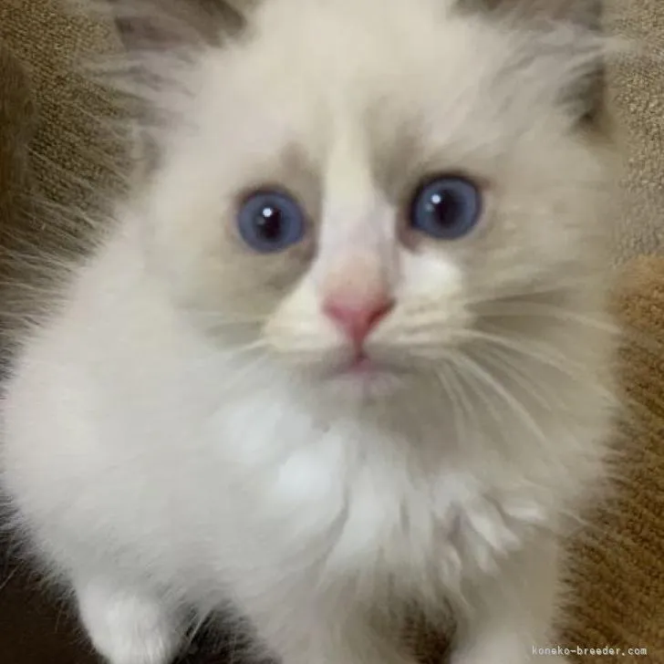 ID:2209-00449の子猫