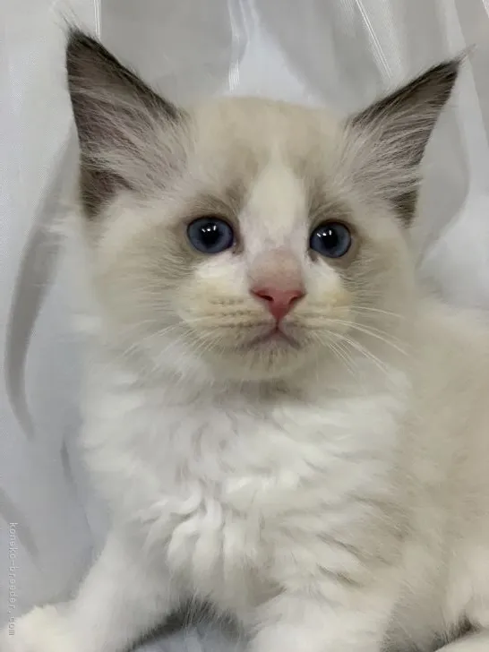 ID:2105-00229の子猫