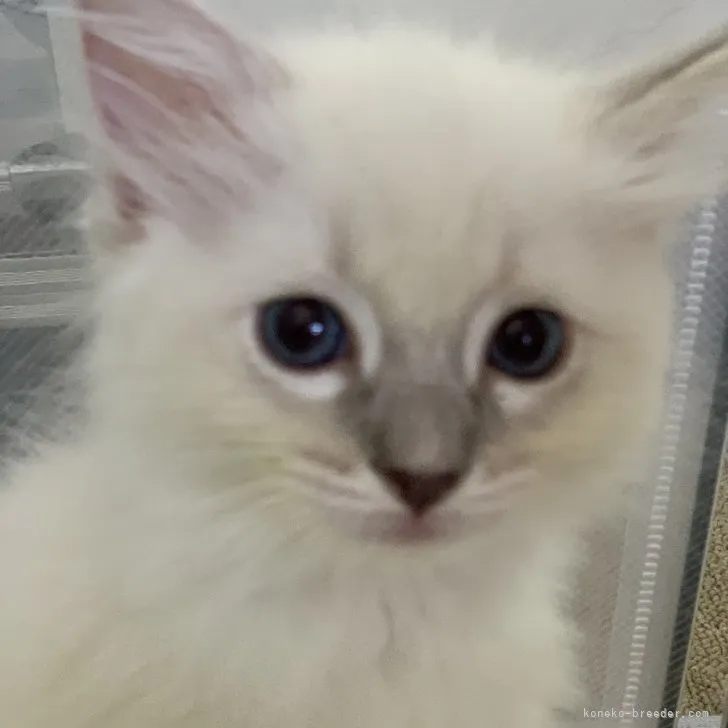 ID：2307-03632の子猫