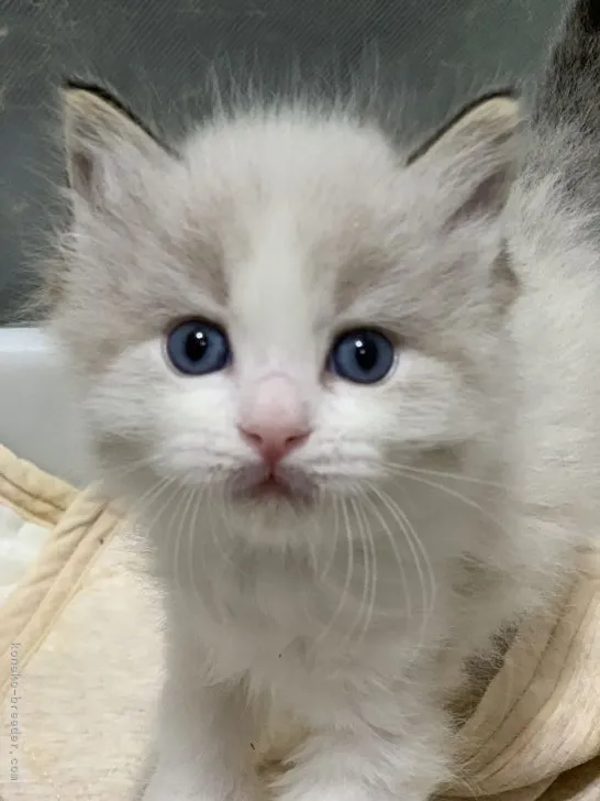 ID:2106-00901の子猫