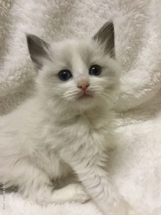 A.M 様のお迎えした子猫