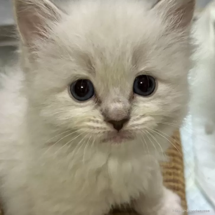 TK 様のお迎えした子猫
