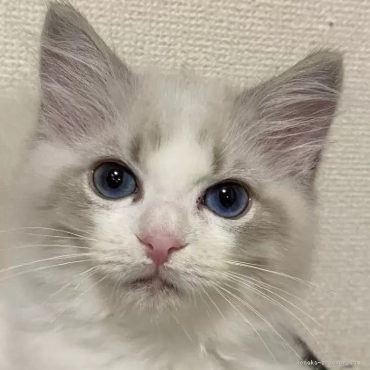 ID:2409-00597の子猫