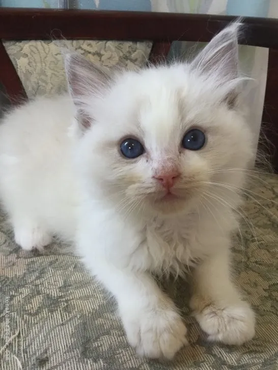ID:2205-00784の子猫