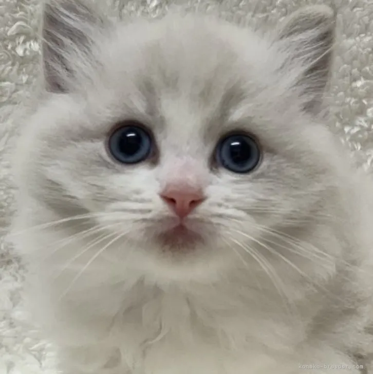 ID:2311-02486の子猫