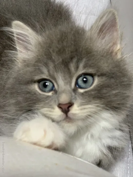 A.I 様のお迎えした子猫