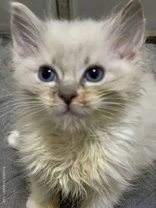 いけ 様のお迎えした子猫