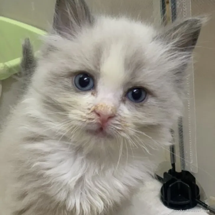 M.Ｉ 様のお迎えした子猫