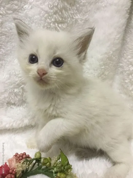ID:2110-02048の子猫