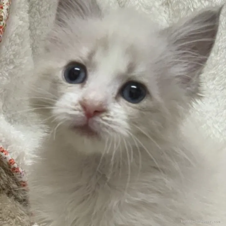ID：2305-02494の子猫