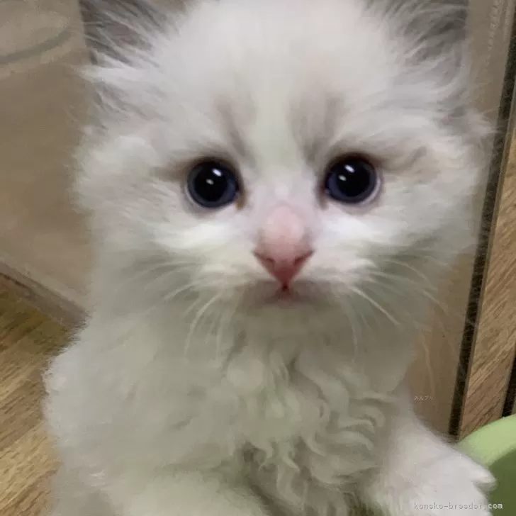 ID：2401-01782の子猫