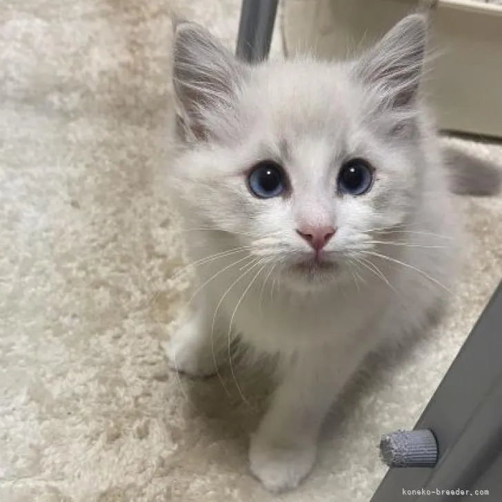 ID：2301-00295の子猫
