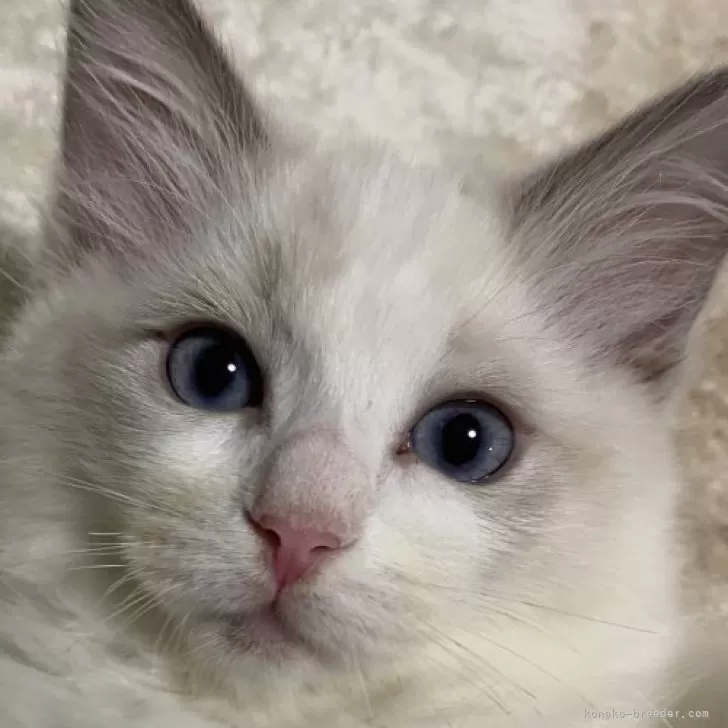 ID:2410-01737の子猫