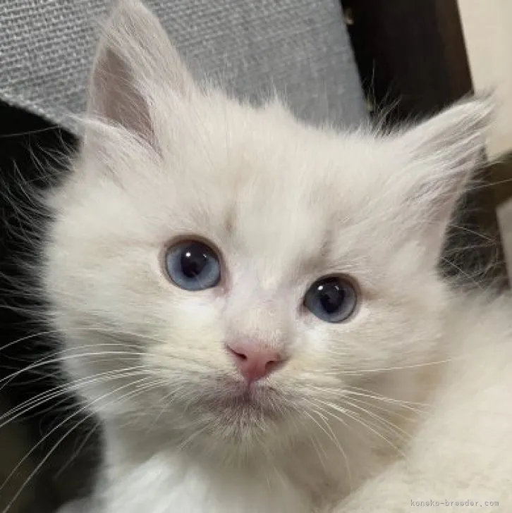 ID:2311-02093の子猫