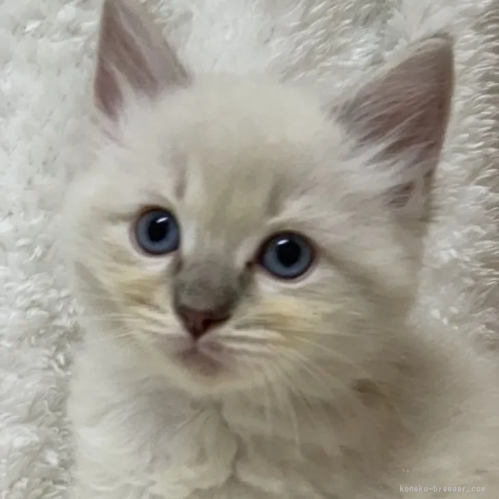 ID:2310-00012の子猫