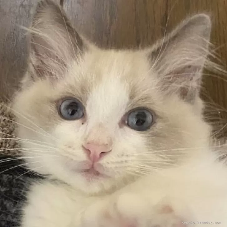 ID:2410-02336の子猫