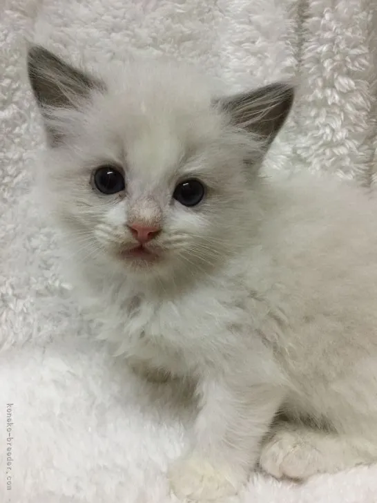 ID:2202-01387の子猫