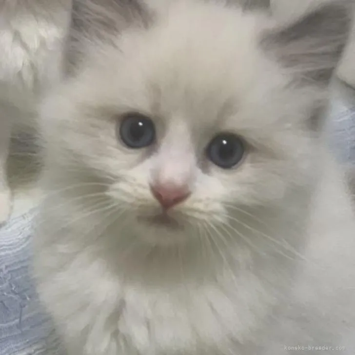ID:2206-03177の子猫