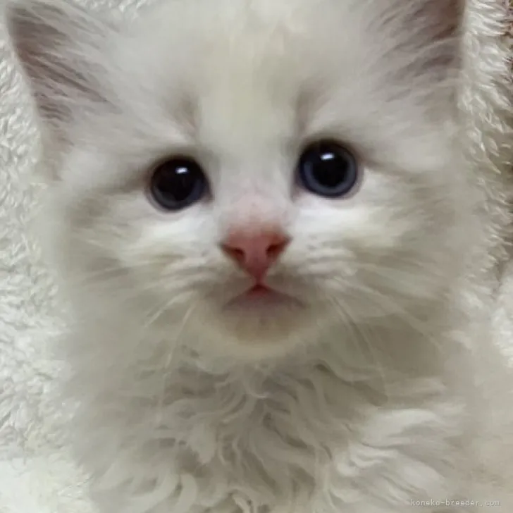 ID:2307-01107の子猫