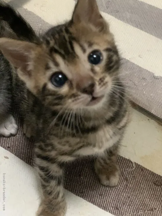 ID：2112-01864の子猫