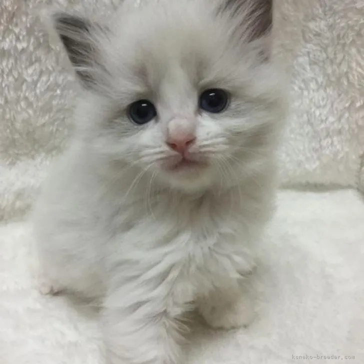 ID:2206-03172の子猫