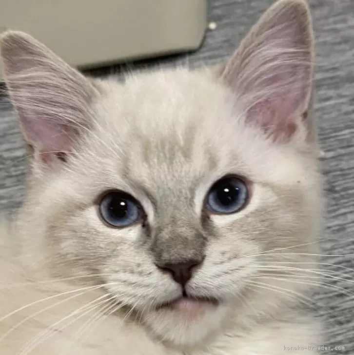 ID:2407-00650の子猫
