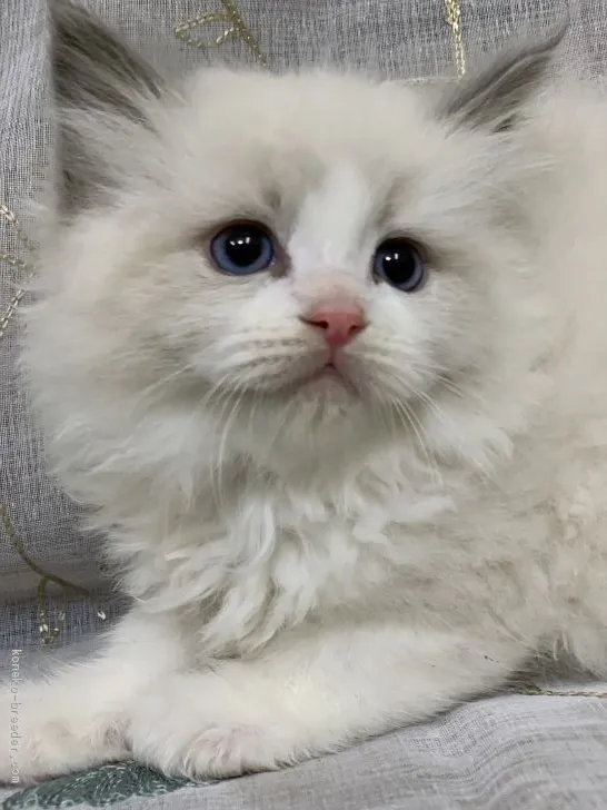 ID:2103-00917の子猫