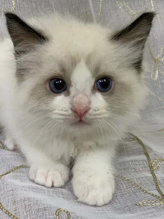 ID:2103-00918の子猫