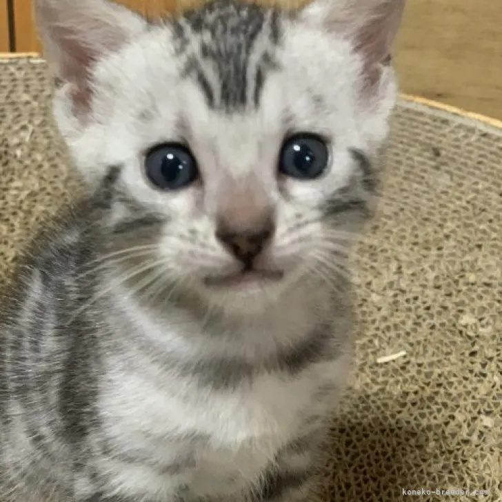 ももまる 様のお迎えした子猫