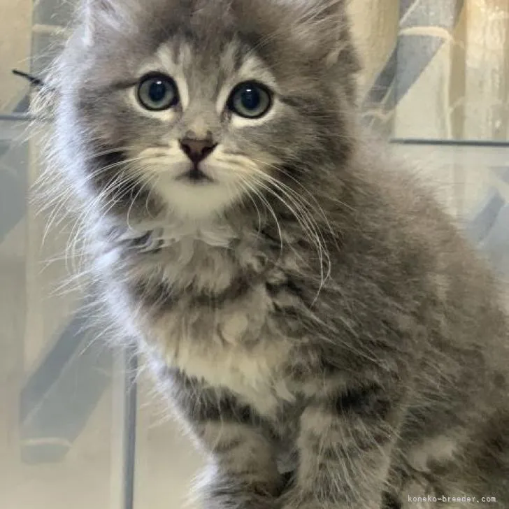 ID:2207-01240の子猫