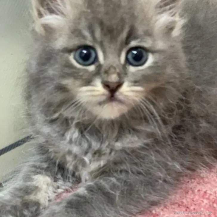 ID：2207-01241の子猫