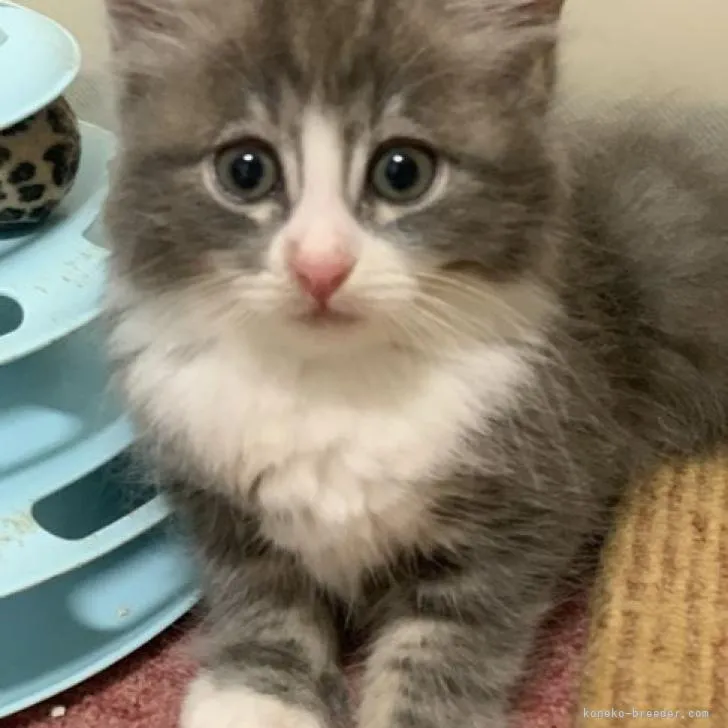 ID:2207-01247の子猫