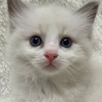 ラグドール【神奈川県・男の子・2023年7月19日・ブルーポイントバイカラー】の写真「可愛い男の子、チャンピオンベビー」
