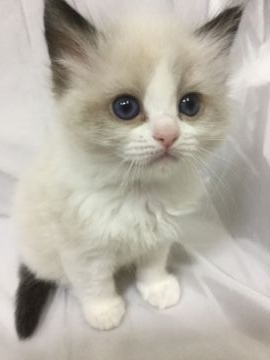 ラグドール【神奈川県・男の子・2021年3月6日・シールポイントバイカラー】の写真「可愛い男の子、チャンピオンベビー」