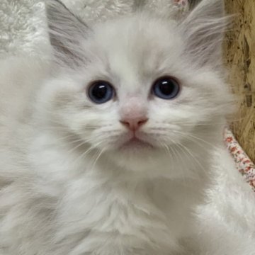 ラグドール【神奈川県・女の子・2023年9月13日・ブルーリンクスポイントバイカラー】の写真「可愛い女の子、チャンピオンベビー」